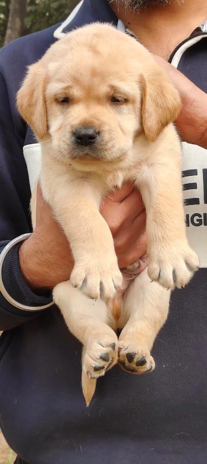 Pets sale