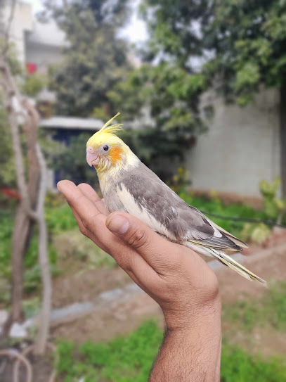Morning Music Aviary