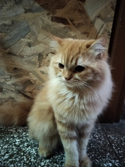Best quality Persian cat's - Chandigarh