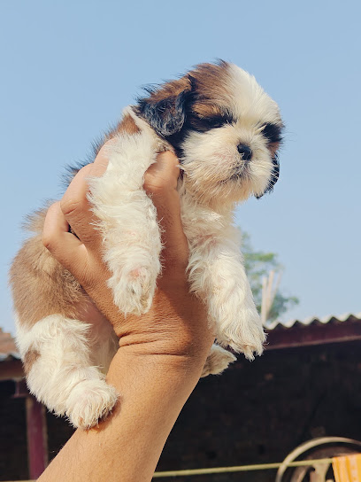 Gupta Dog Farm-Best Pet Shop in chandigarh/Dog Kennel/Cat Shop