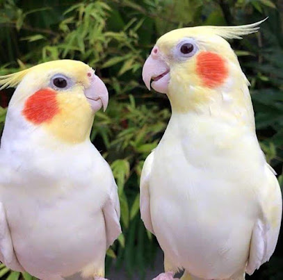Dhun Exotic Birds