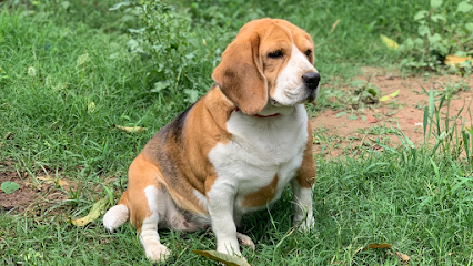 petsADDA- Dog Hostel | Dog Boarding | Dog Cabs