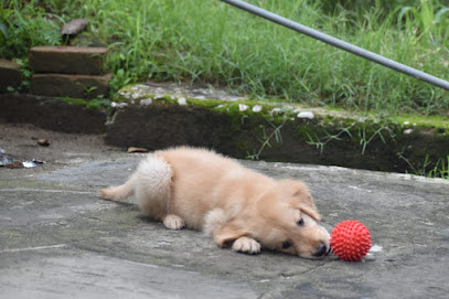Parry’s Dog training center in Mohali