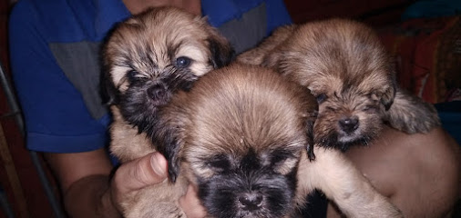 Esprit Canin dog training Centre and Dog hostel