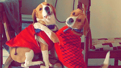 Imperial Dog Hostel & Boarding