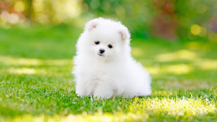 Devi Dayal Dog Trainer