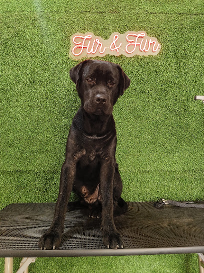 Fur & Fun Pet Salon