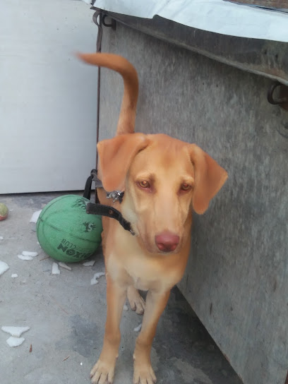 Naina Dog Training Centre & HOSTAL