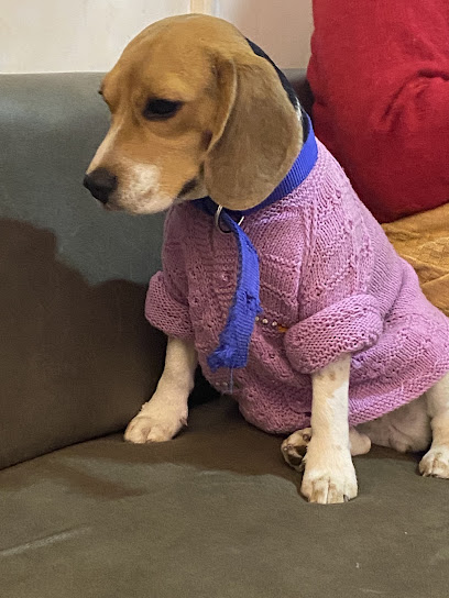 Zoe Dog Stay