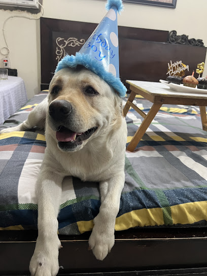 My dog day care boarding centre