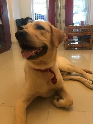 Ghar Wapsi Pets Hostel