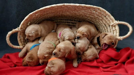 Revas Kennel - Puppies Sale in Chandigarh, Mohali, Panchkula - Top Dog Kennel in Chandigarh