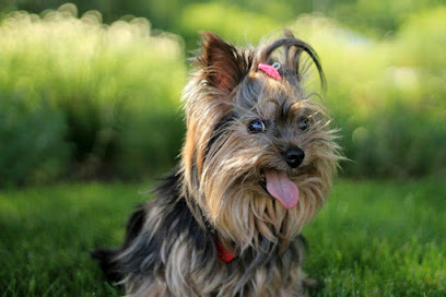 Tail pets- pet shop - Dog grooming