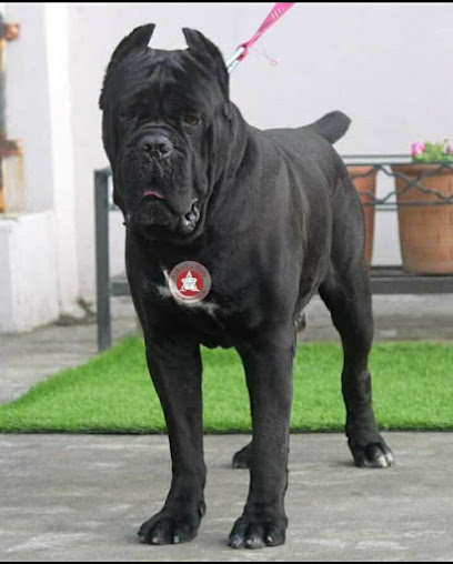 Ghai Dog Kennel