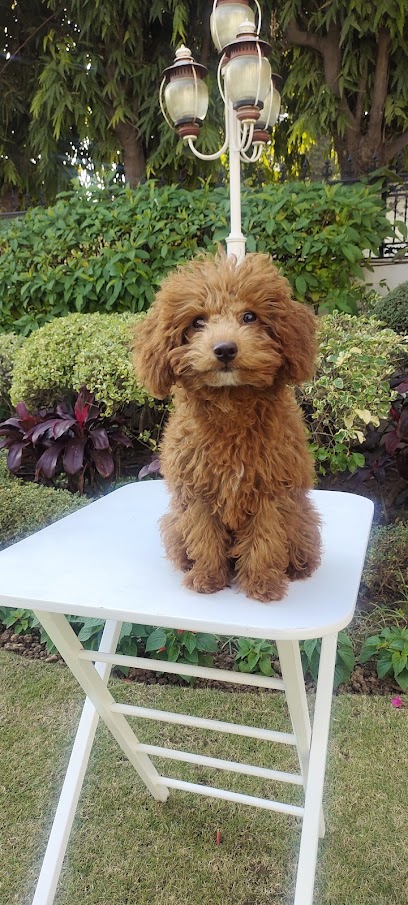 Dog Training Centre - (chandigarh/Mohali)